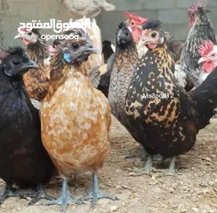  4 صيصان للدجاج الزينه