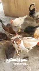  4 دجاج للبيع