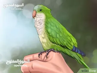  20 نشتري منك بأحسن الأسعار اقرأ الوصف صديقي
