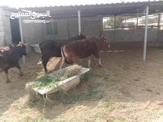  3 بقر عدد 3 للبيع