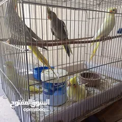  1 عصافير كوكتيل .أليف