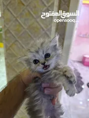  2 قطط للبيع شانشيلا