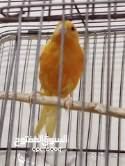  4 حبه بصلاة على النبي طول ورفع للبيع او للبدل على ذكر مخملي جاهز بدون قفص