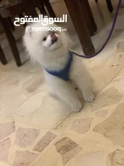  2 كلب للبيع في عمان الجاردنز