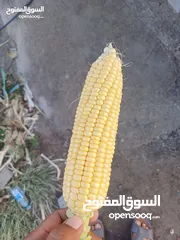  1 ذره سكرررريه