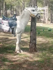  3 الله يبارك لصاحب النصيب
