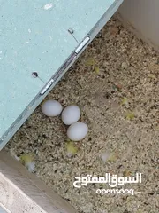  15 جوزين فيشر و روز الأسعار في الأسفل