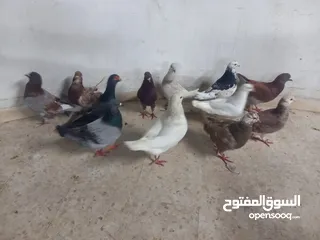  3 حمام مالطي جامبو البيع كوم بسعر حرق