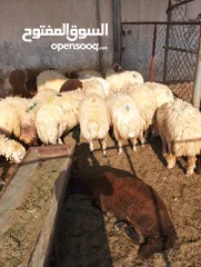  24 ذبيح للبيع طيبه سمان عزيمه ثلاجه خرفان طيبة هرفي جذع وتساب اتصال لتوصيل جميع مناطق قطر سوري بلدي