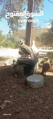  3 خمسة ذكور حجل  للبيع