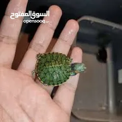  14 سلحفاه سلاحف برمائيه مائيه  بيبي سلحفاة الزينه الامازوني