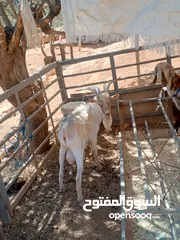  1 للبيع ثني كفاله هداد علي ردد