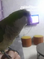  1 ببغاء كويكر أليف للبيع