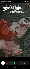  1 جرو هاسكي عمر ثلاث شهور بدل عالعصافير او ببغات