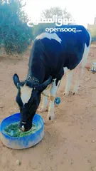  4 بكيرة عشار كبير