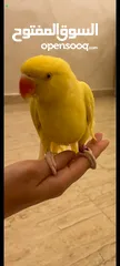  1 يوجد حبة درة لون اصفر اليف