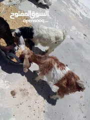  2 ثلاث سخال للبيع
