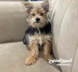  2 Yorkshire Terrier يوركشاير تيرير