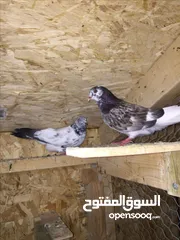  4 مطلوب حمام لبيع تعز