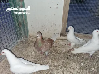  2 جواز فرنسي وكنج