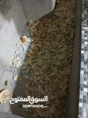  2 خبز يابس للبيع