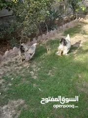  6 دجاج براهما