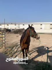  1 خيل عربي اصيل للبيع