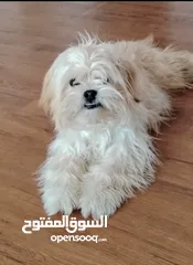  1 كلب شيتزو للبيع