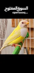  1 جوالدين فينش ريد هيد و يلو هيد