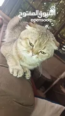  1 قط ذكر سكوتش فولد جولدن بيور للبيع  35