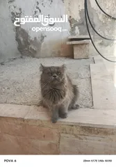  1 قط شيرازي  ذكر