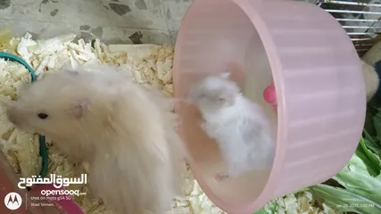  2 cute Hamsters for sale . very nice and joyful creatures 5 JDs for pair