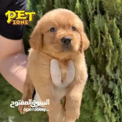  1 جراء مميزه من الجولدن ريتريفر