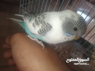  12 عصافير حب بادجي 2 مع القفص