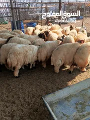  20 ذبيح للبيع طيبه سمان عزيمه ثلاجه خرفان طيبة هرفي جذع وتساب اتصال لتوصيل جميع مناطق قطر سوري بلدي