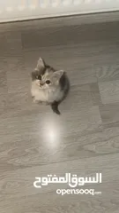  1 قطة بعمر شهرين