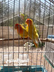  13 طيور مشكله شغاله للبيع اقرا الوصف