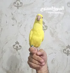  1 ببغاء درة دره لاتينو فرخ