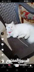  1 للبيع قطه شيرازي تركيه عيون ملونه كل عين شكل عمرها 8 اشهر خلفت قبل شهر جابت قطه بلصلاه على النبي