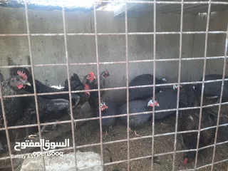  7 دجاج ألماني  وبلدي وفيومي ولمبرغي وفرعوني