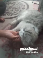  5 قطط لبيع انثى وذكر