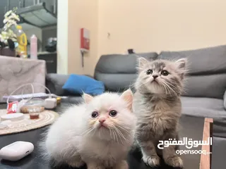  3 Cute Persian kittens