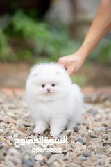  1 Friendly Teacup Pomeranian Puppies for sale