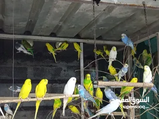  10 طيور حب وكوتيل