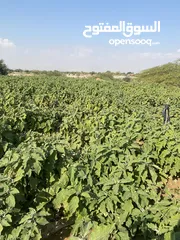  3 مزرعة مكونة من منزل طابقين و منزل خدمات و كراج و قطعة ارض زراعية