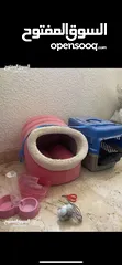  1 أشياء قطط جديده