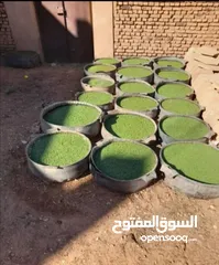  16 علف الازولا يزرع مره وينتج يوميا مدى الحياه للدجاج والمواشي وجميع الحويانات