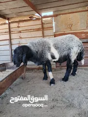  6 فحل صقري صلاة النبي  ثني
