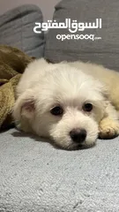  1 Maltese puppy 3 month old