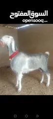  9 بسم الله الرحمن الرحيم معز مقنوي مكفول ظحيه او مقنوي سن حبات وقطعه وشكل مشاء الله